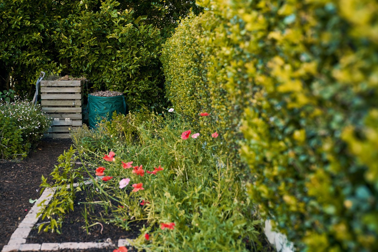 Op de achtergrond houten compostbak naast ton voor gebladerte, ervoor bloembed met rode bloemen en groene haag