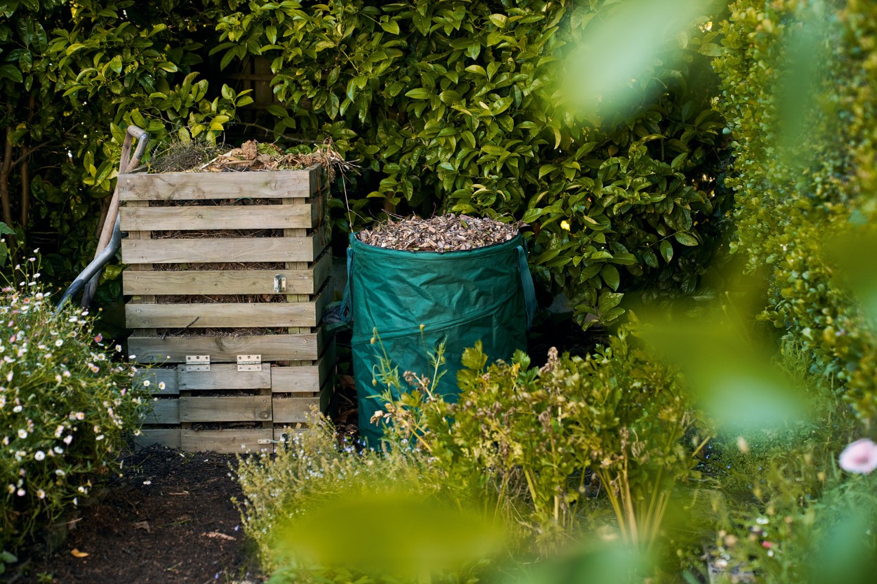 Houten compostbak en ernaast ton voor gebladerte, vóór een donkergroene haag