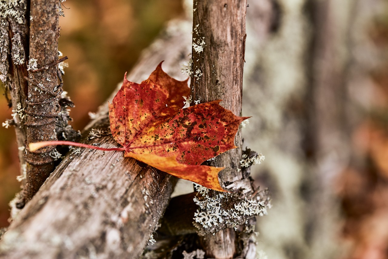 Close-up van een rood herfstblad op hout