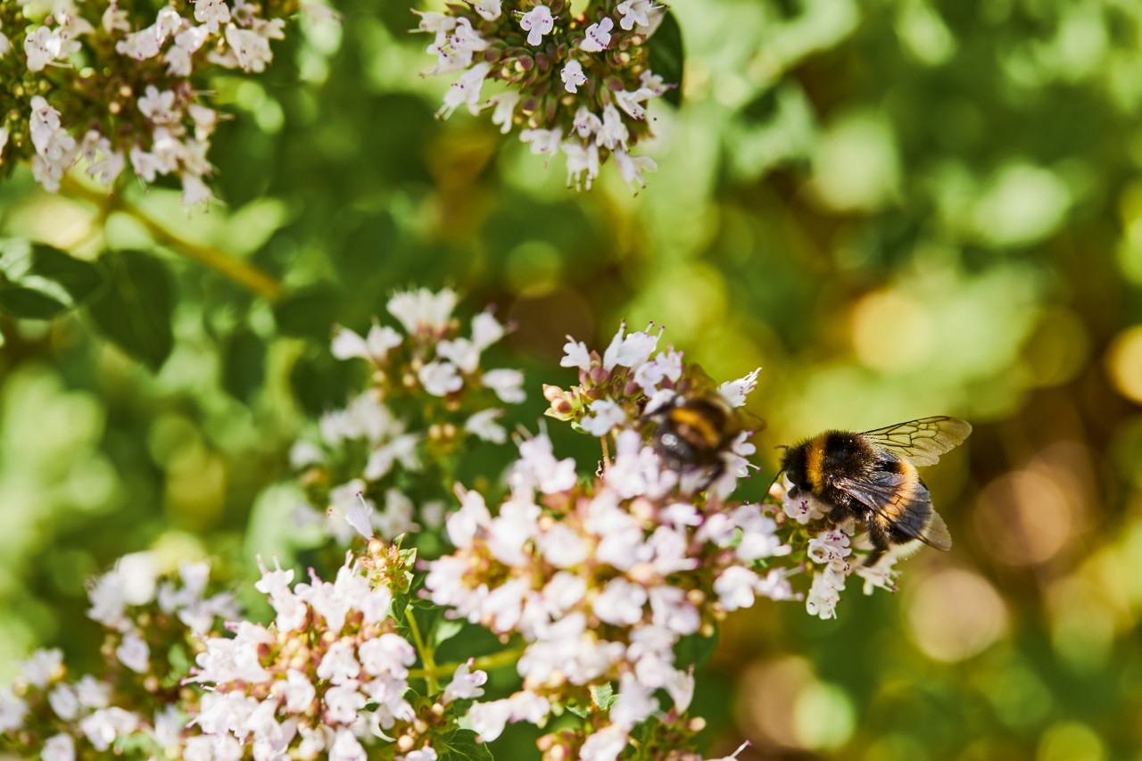 Close-up van hommels op witte bloemen
