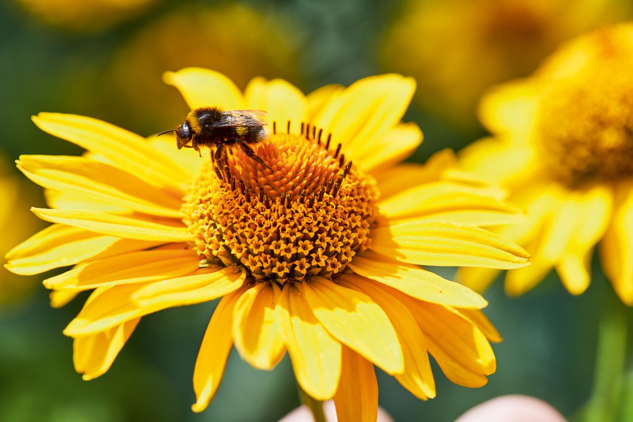 Close-up van een hommel op een gele bloem