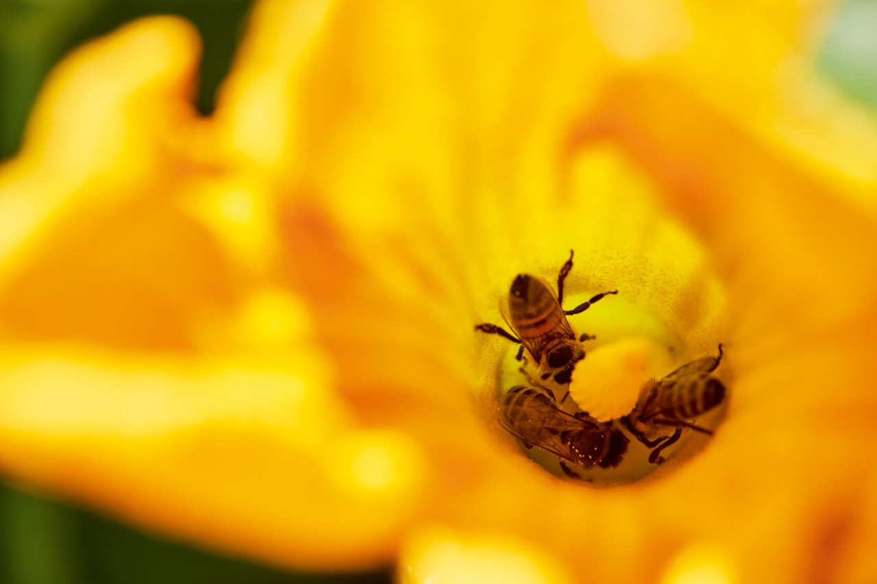 Drie bijen in een gele bloem