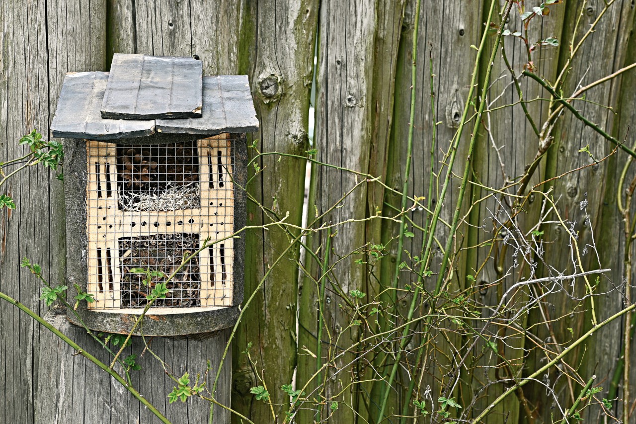 Een zelfgemaakt insectenhotel voor een houten hek