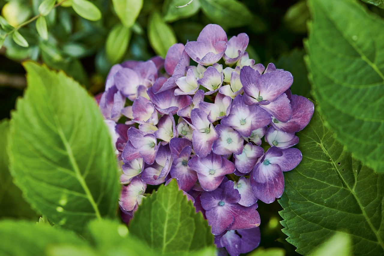 Close-up van een paarse bloeiende hortensia