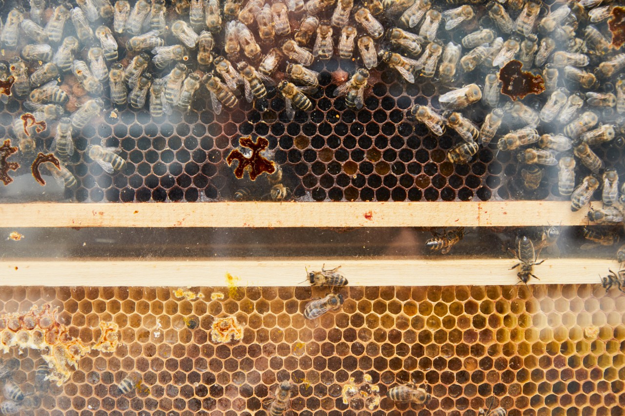 Close-up van een honingraat in een houten frame met veel bijen