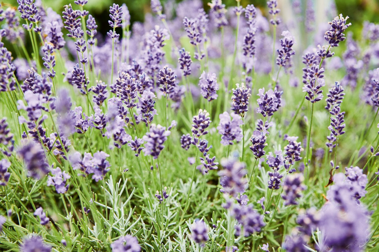 Franse lavendel