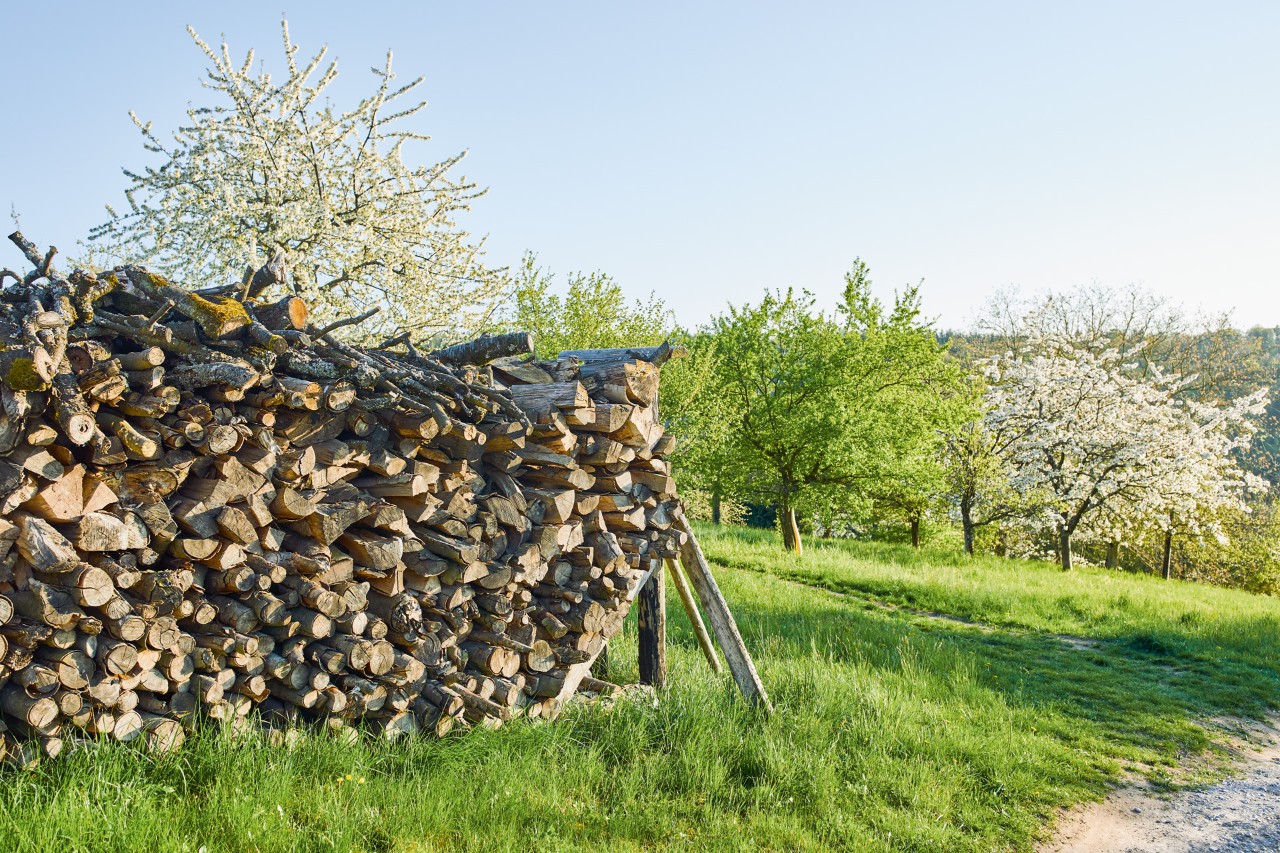 Stapel dood hout in een grasgebied met bomen op de achtergrond
