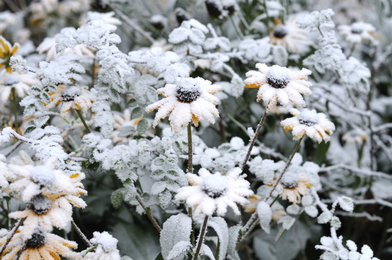 Met sneeuw bedekte gele bloemen