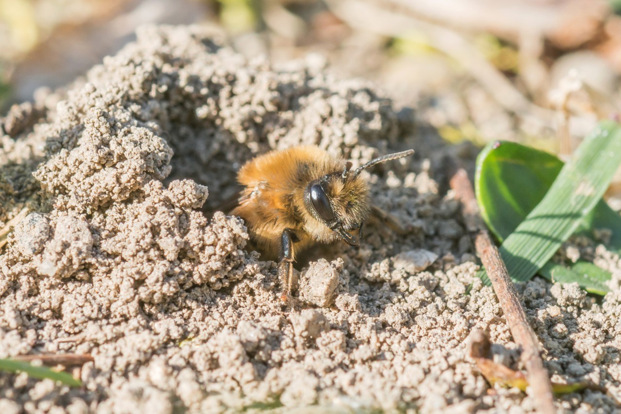 Close-up van een zandbij met grijze rug in het zand