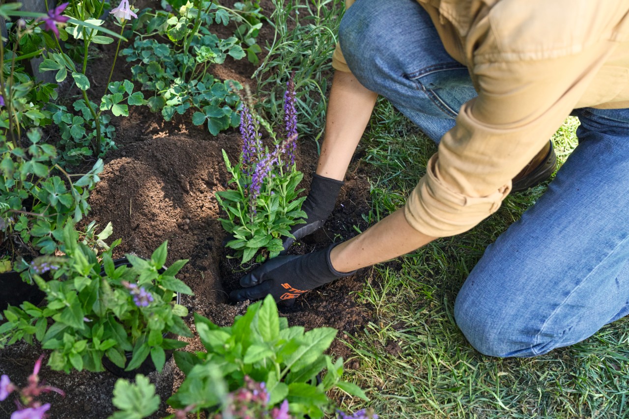 Een plant wordt in een voorbereid plantgat geplaatst