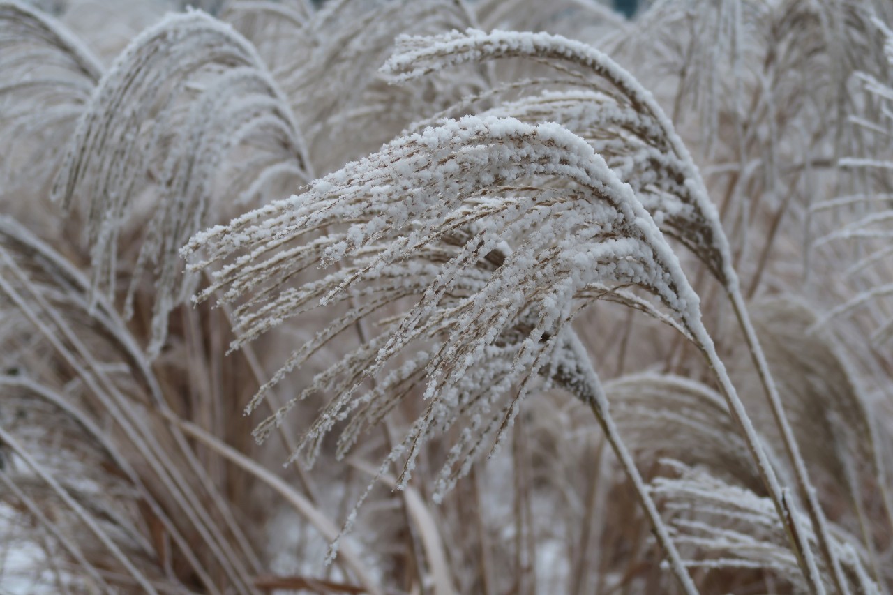 Met sneeuw bedekt siergras