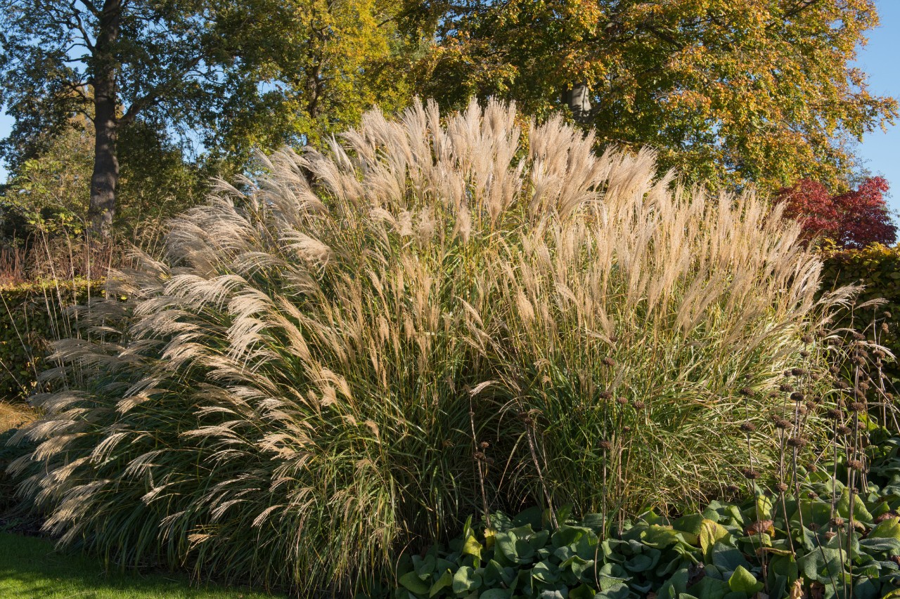 Prachtriet miscanthus sinensis in een tuin