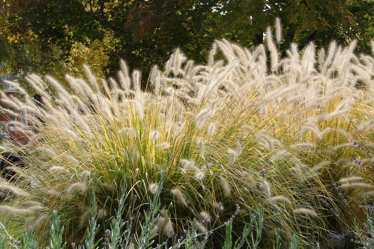 Pennisetum, op de achtergrond loofbomen