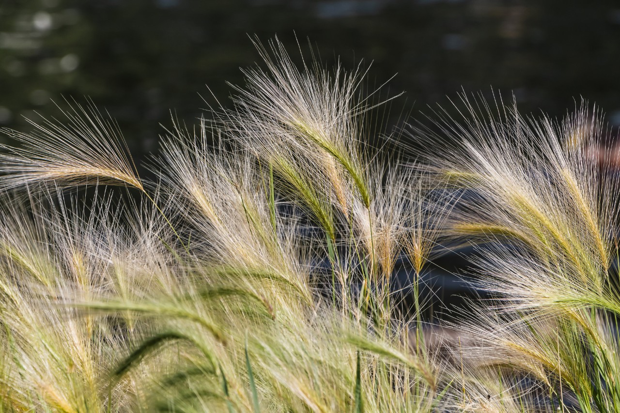 Geel en groen veergras tegen een donkere achtergrond