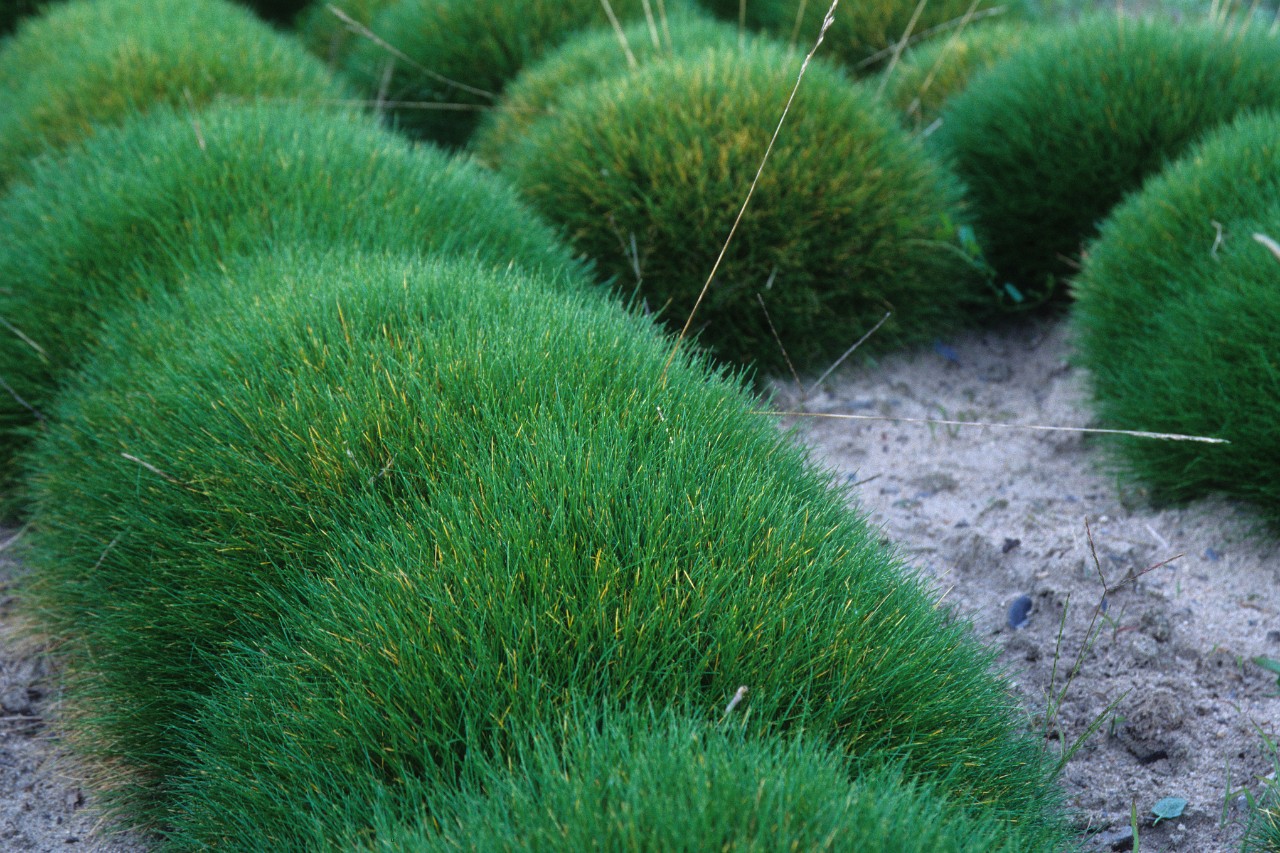 Vlakke, kussenvormig groeiende festuca