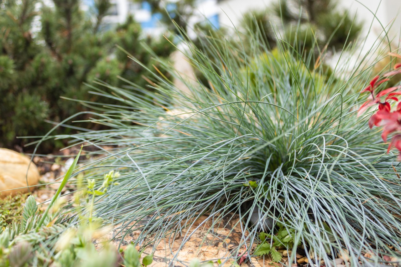 Kruidige blauwe festuca in een perk