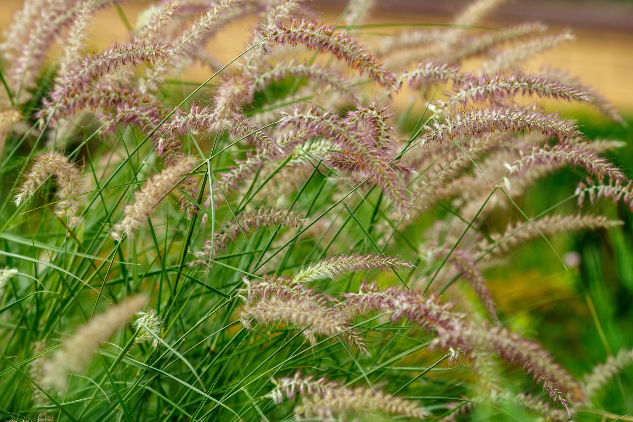 Close-up van pennisetum