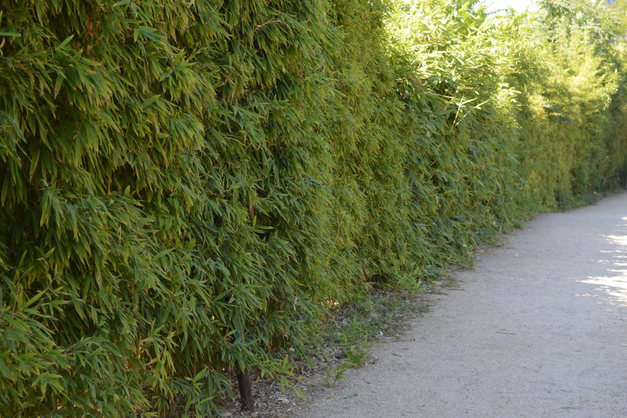 Heg van tuinbamboe langs een weg