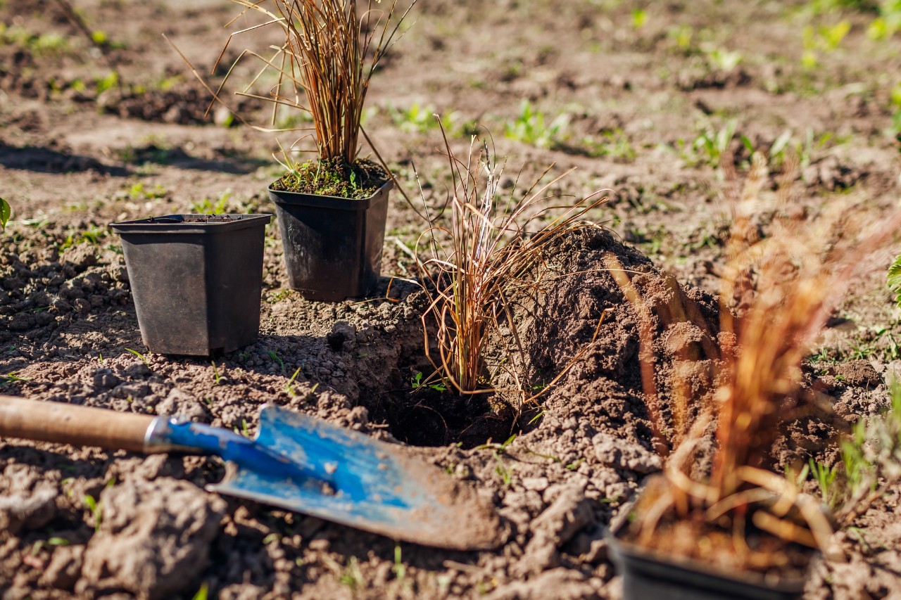 Plantenpotten en een plantenschep naast een uitgegraven plantgat