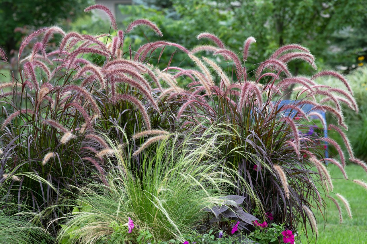 Siergras in rode en groene tinten in een tuin