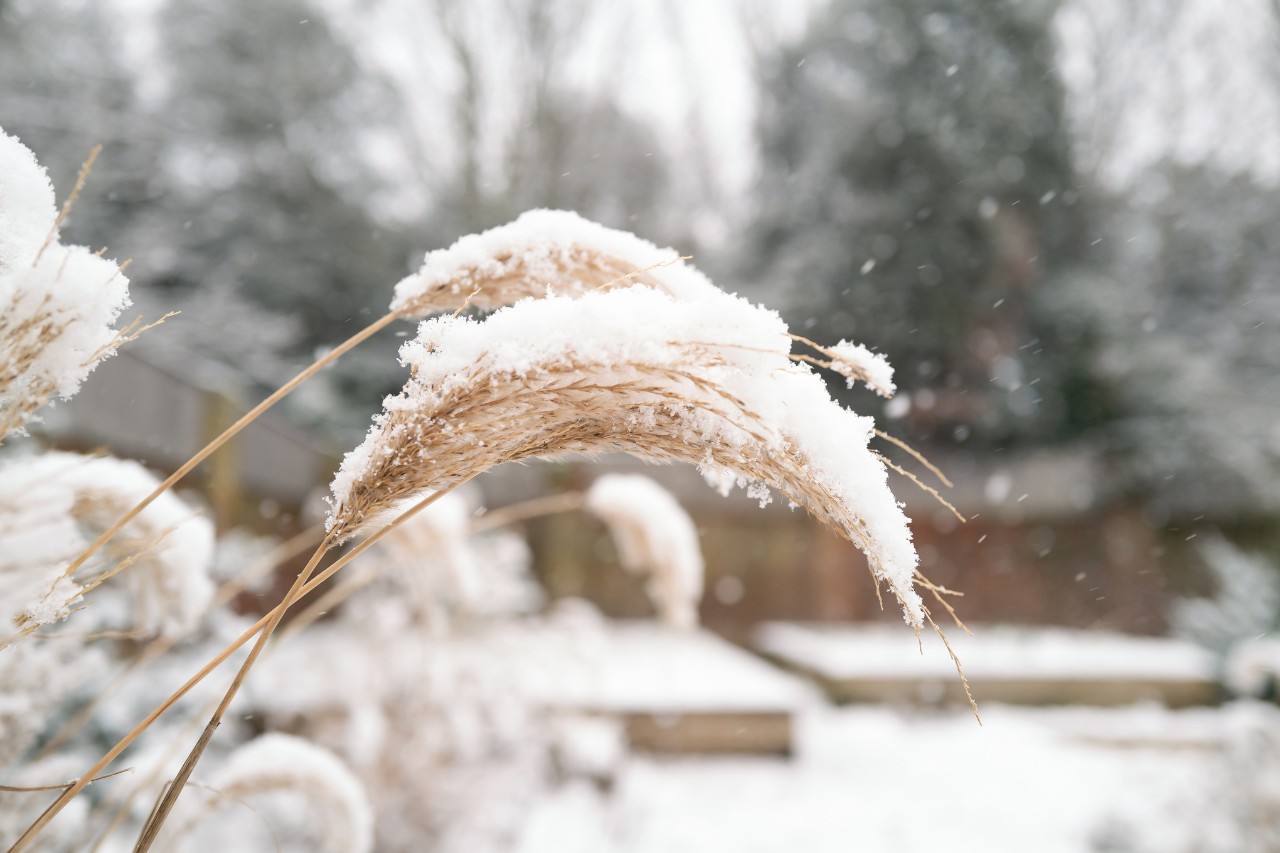 Prachtriet bedekt met sneeuw