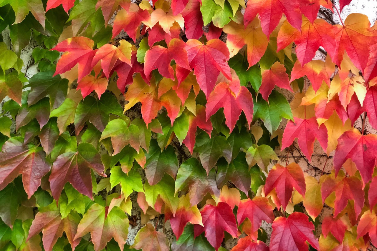 Wingerd in stralende herfsttooi