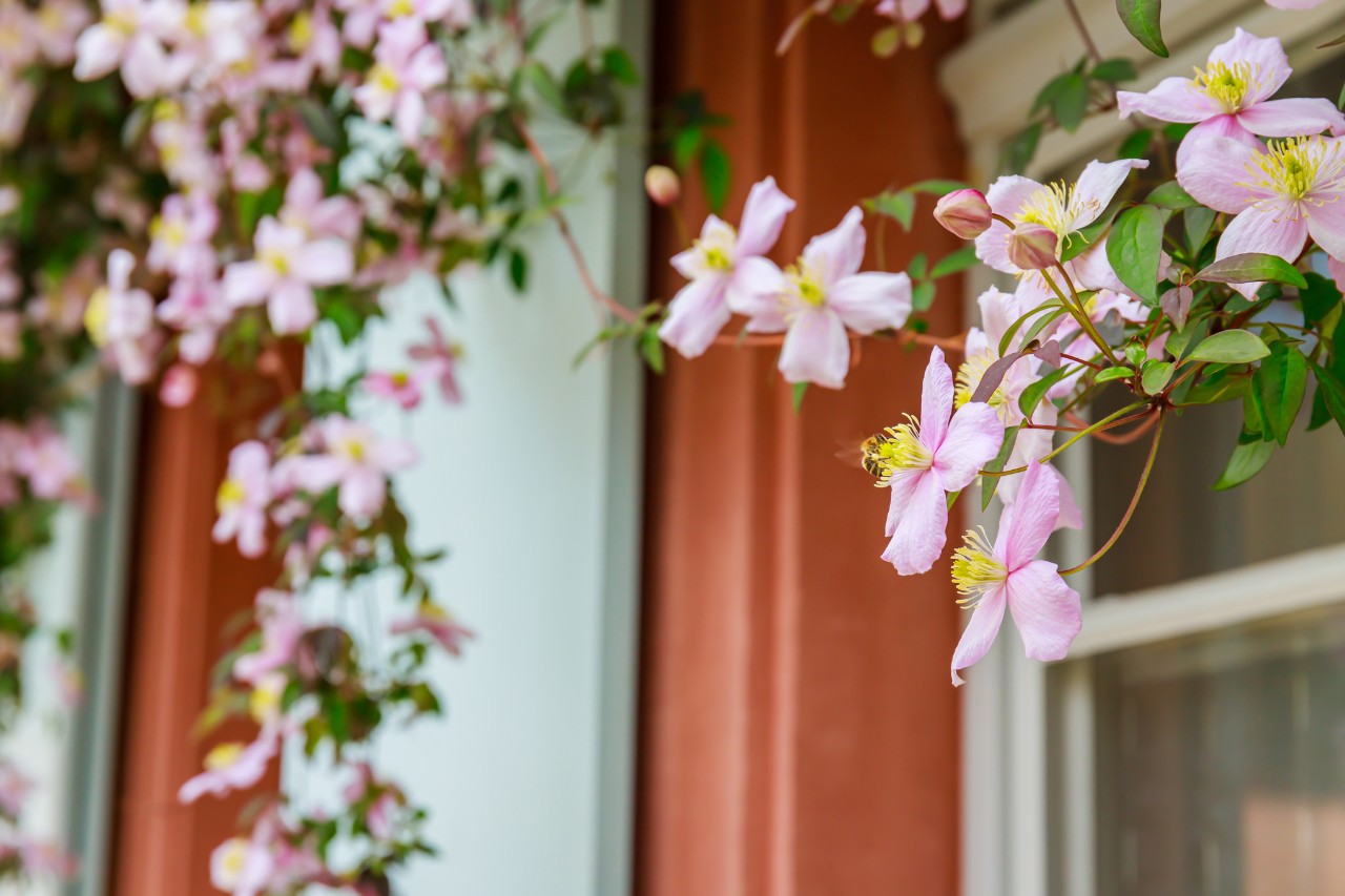 Clematis aan een huismuur