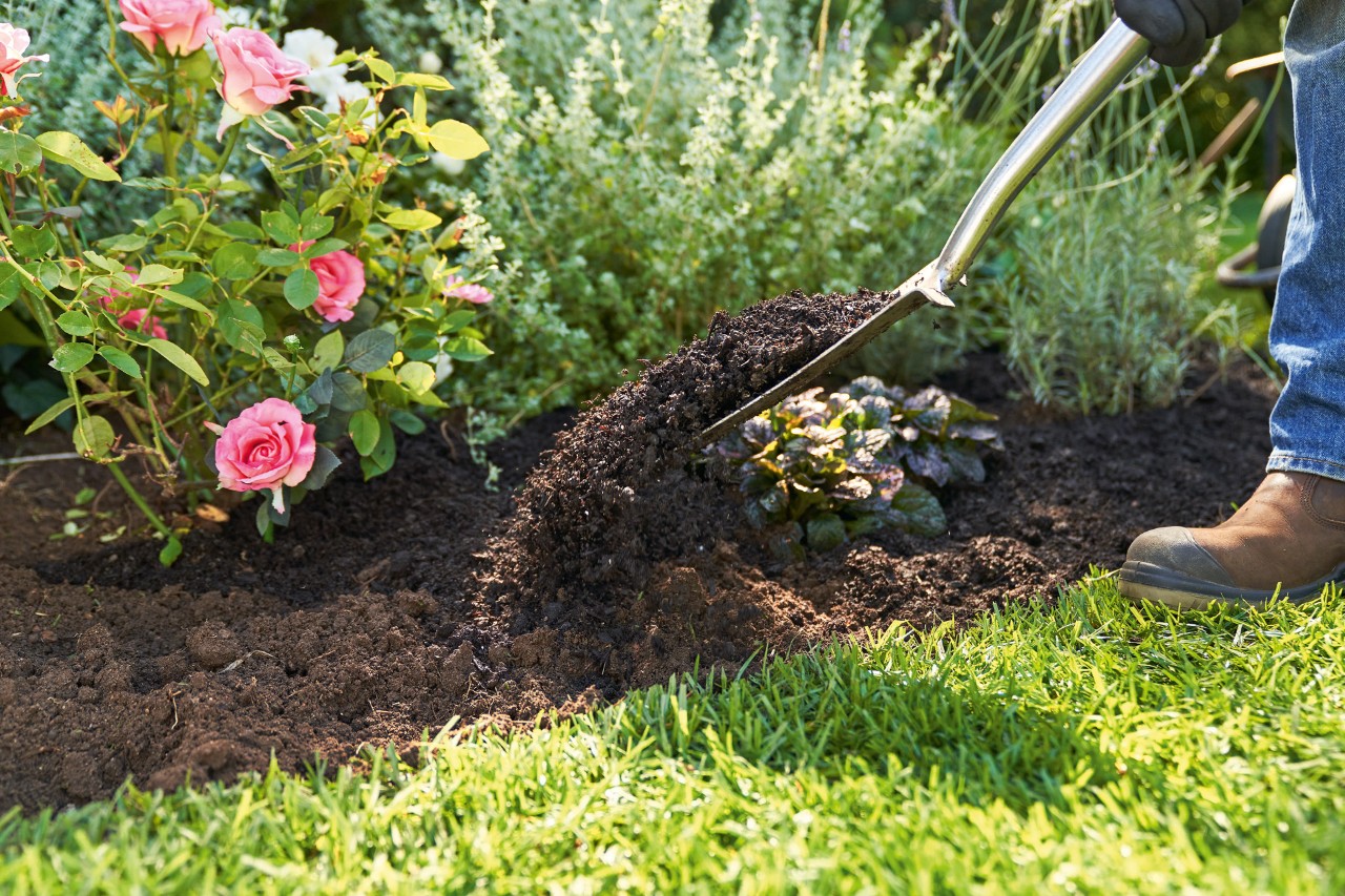 Met een schop wordt de grond tussen het gazon en roze rozen omgegraven