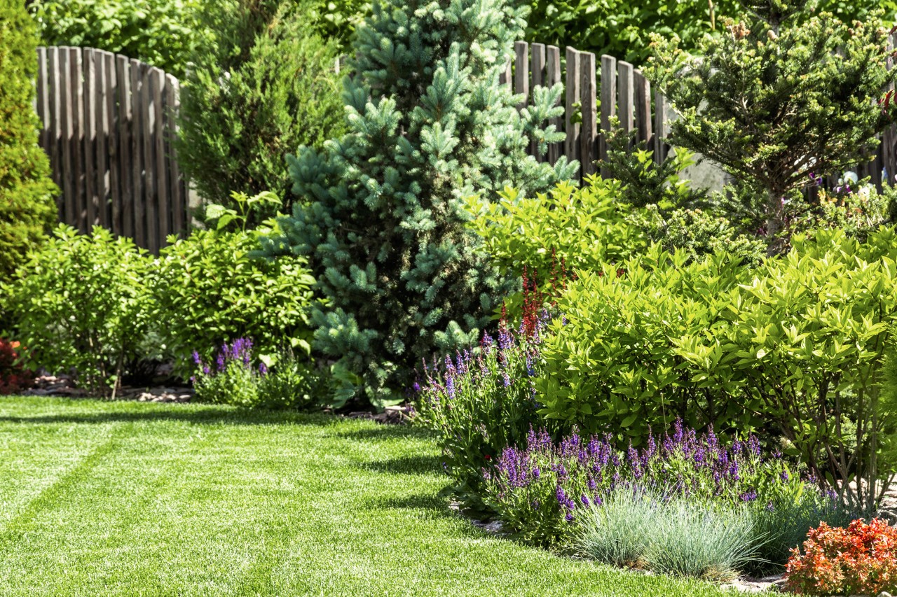 Kleine tuin met gazon op de voorgrond, planten, kleine bomen en een hoge houten schutting erachter.