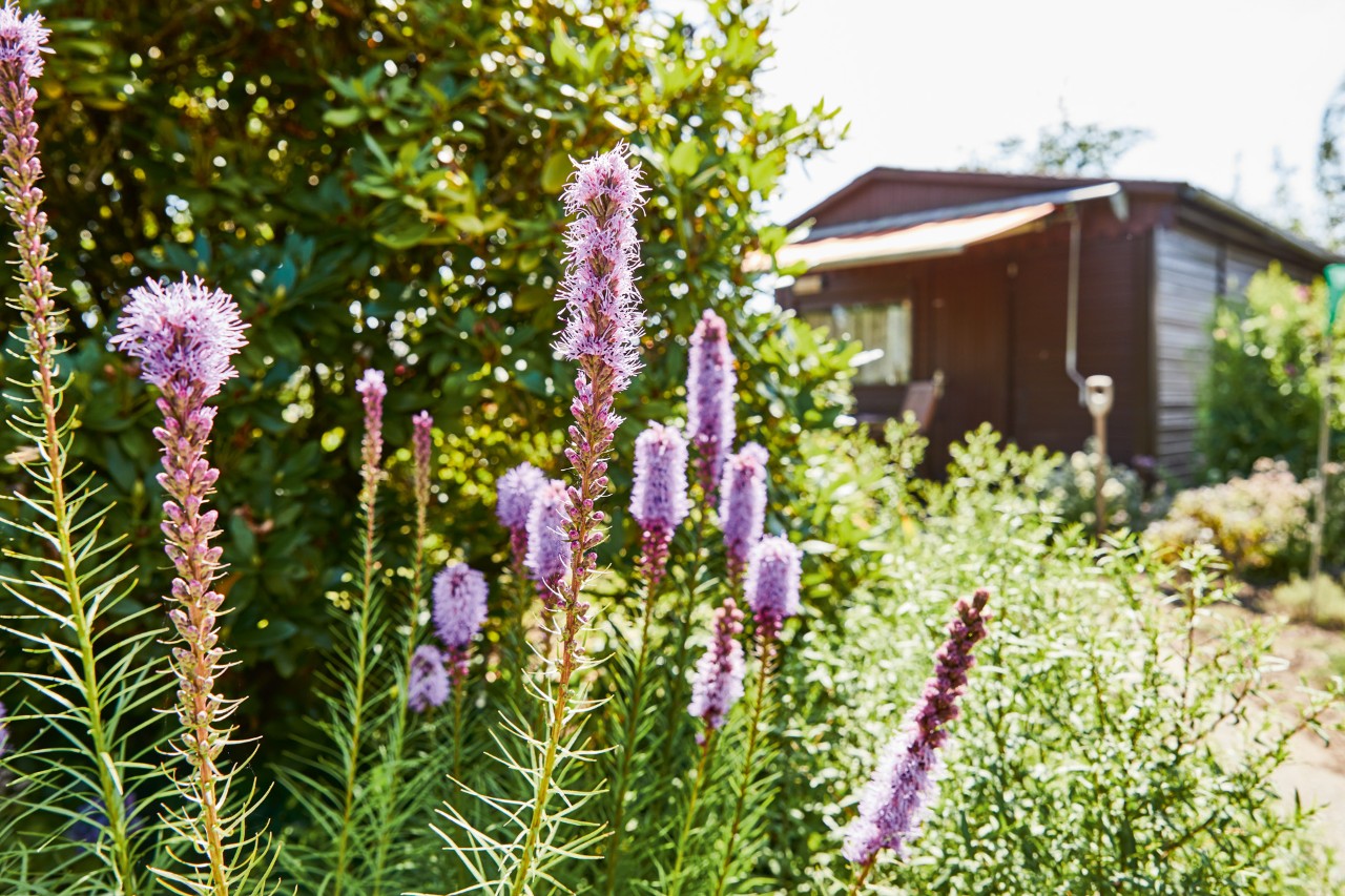 Paarse bloeiende planten in een tuin, op de achtergrond een tuinhuis met markies