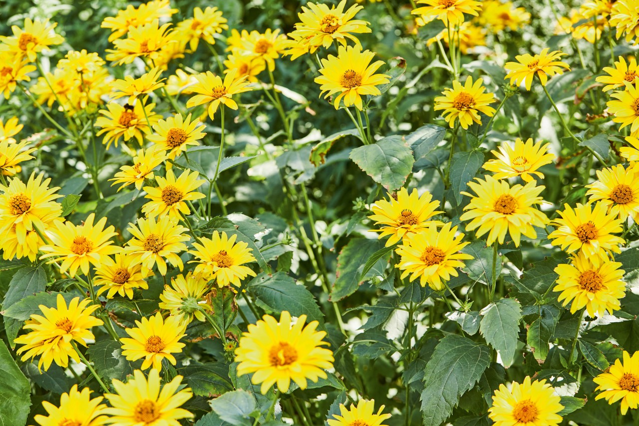 Close-up: struikvormige zonnebloem met lichtgele bloemen