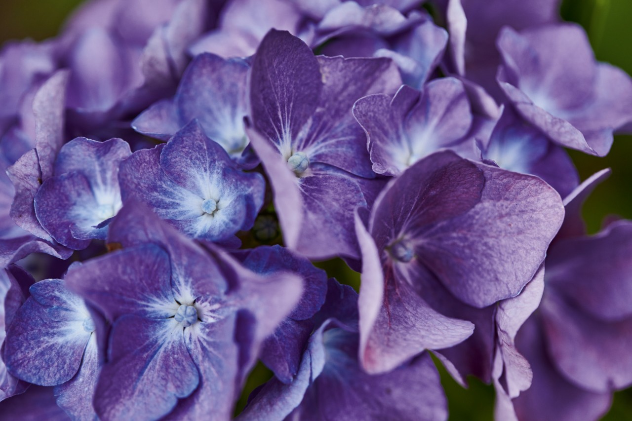 Close-up: bolvormige hortensia in blauw-paars