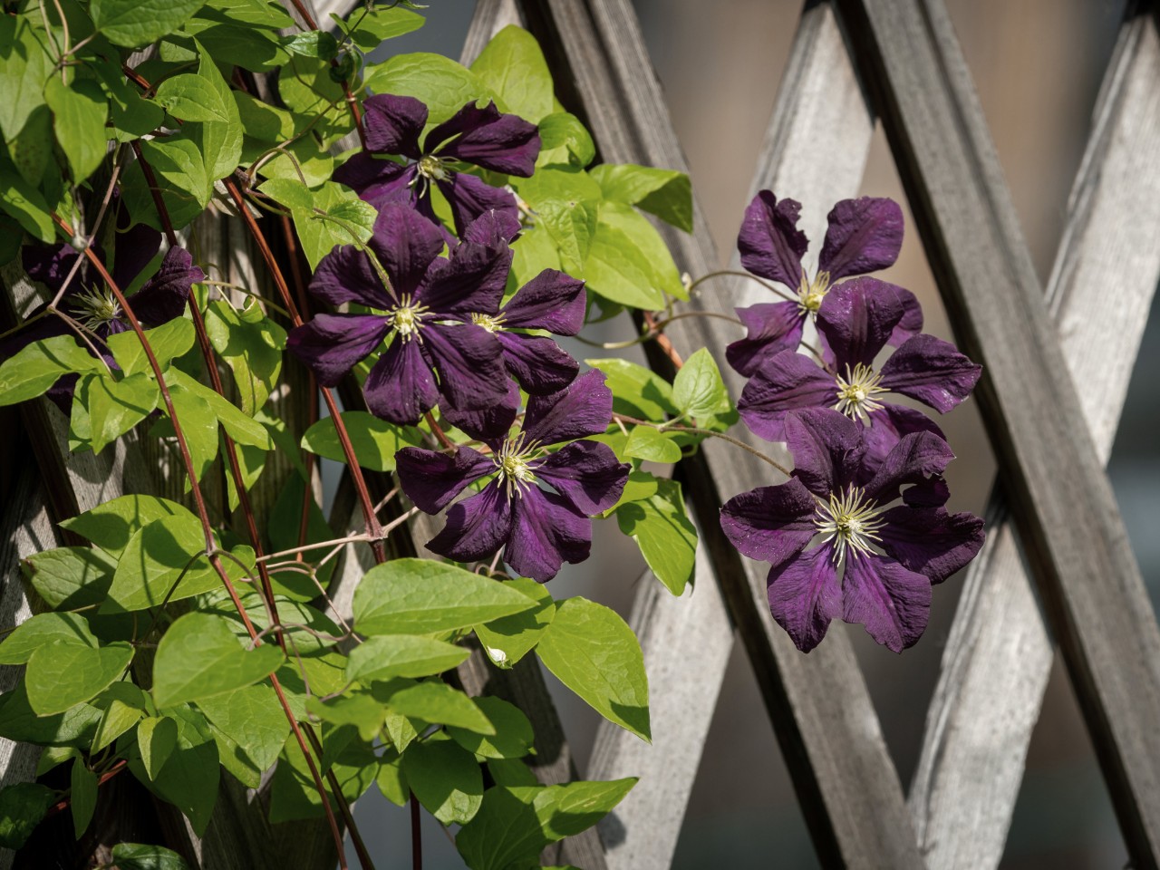 Clematis aan een klimhulp