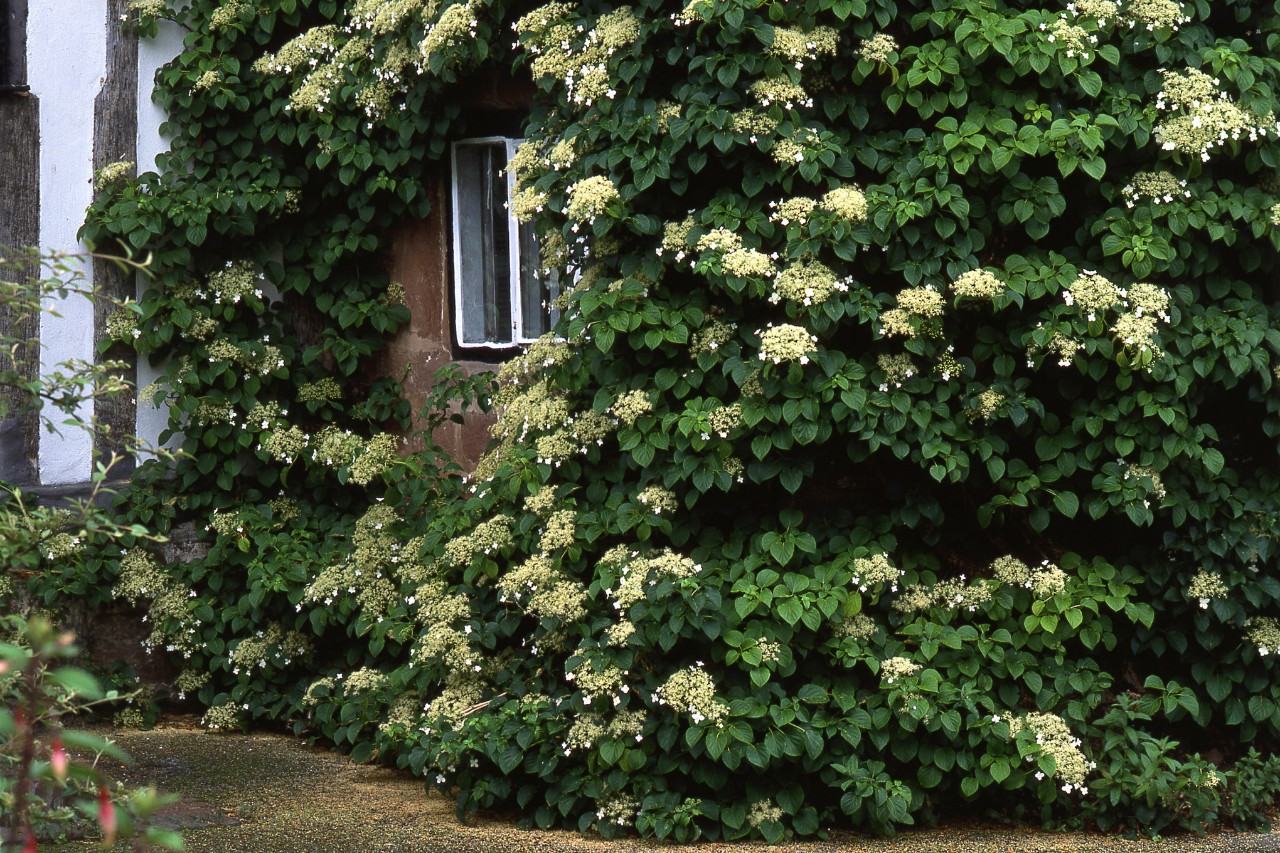 Bloeiende klimhortensia overwoekert de muur van een huis