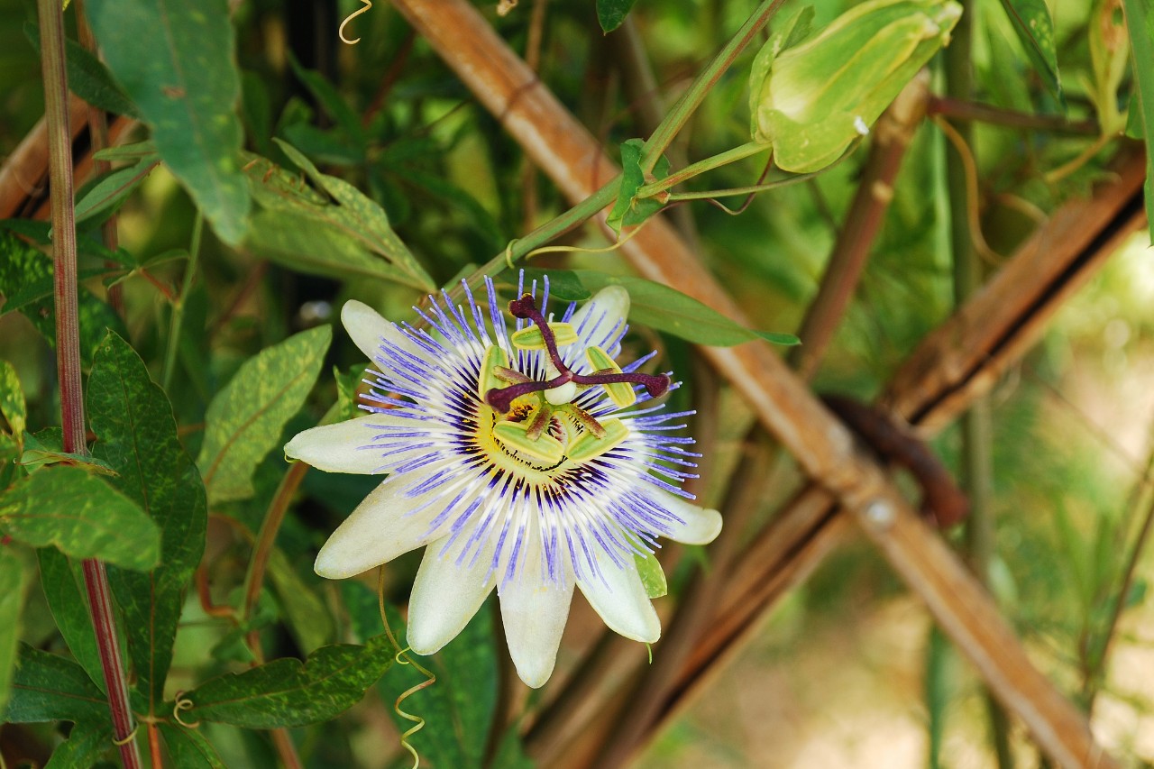 Blauwe passiebloem met corona