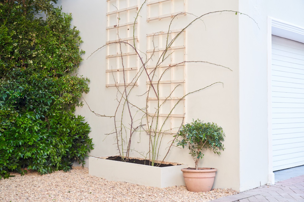 Slingerplanten groeien aan een klimhulp voor een gevel