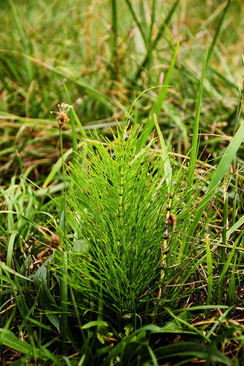 Close-up van heermoes
