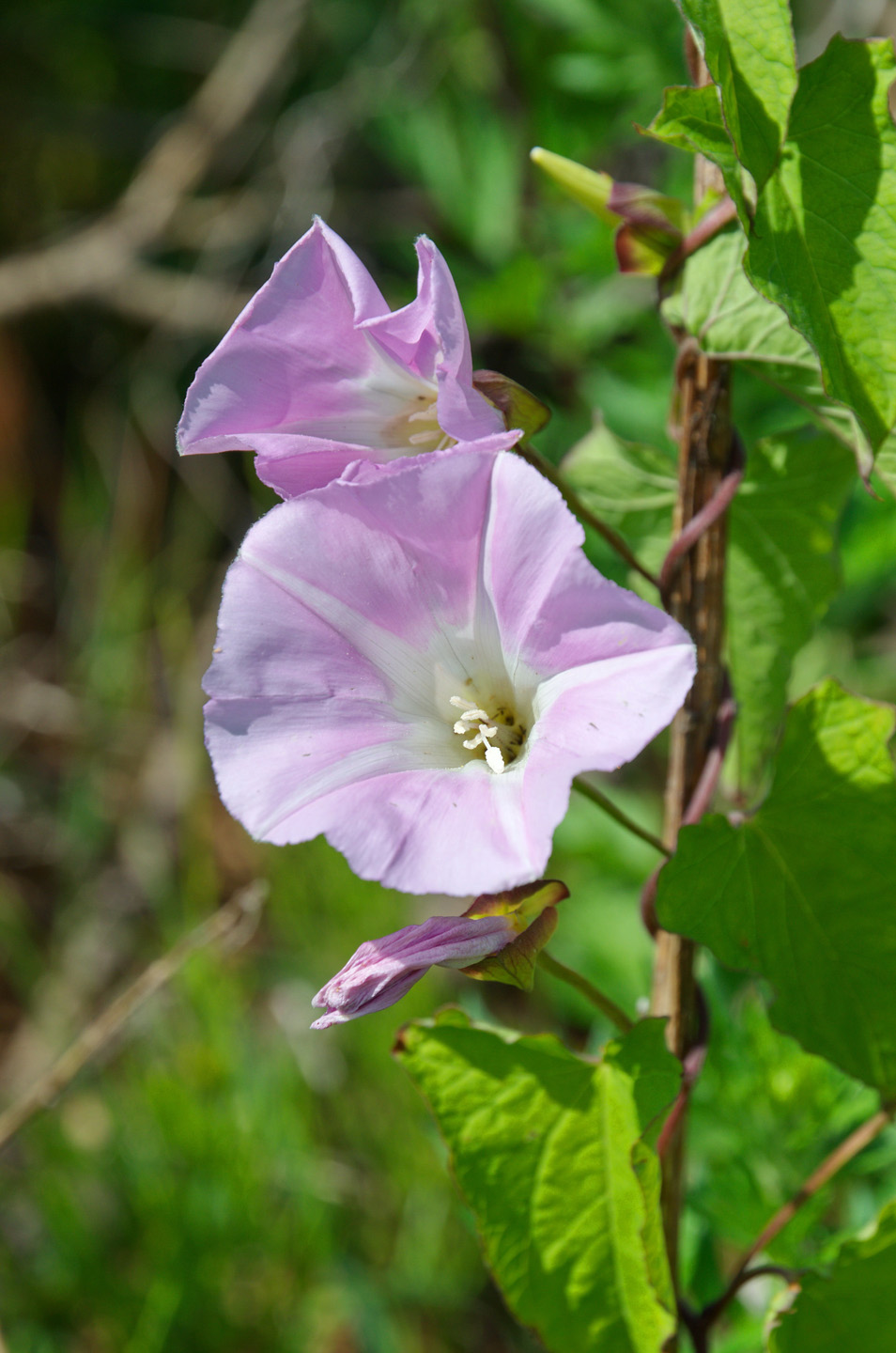 Close-up van akkerwinde met roze bloemen