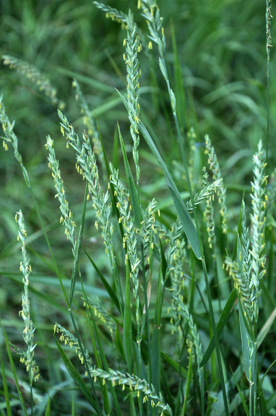 Close-up van kweekgras