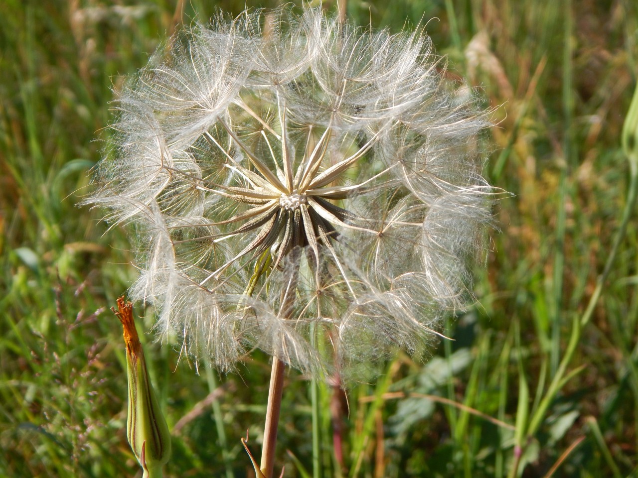 Close-up van de vruchtpluis van een paardenbloem