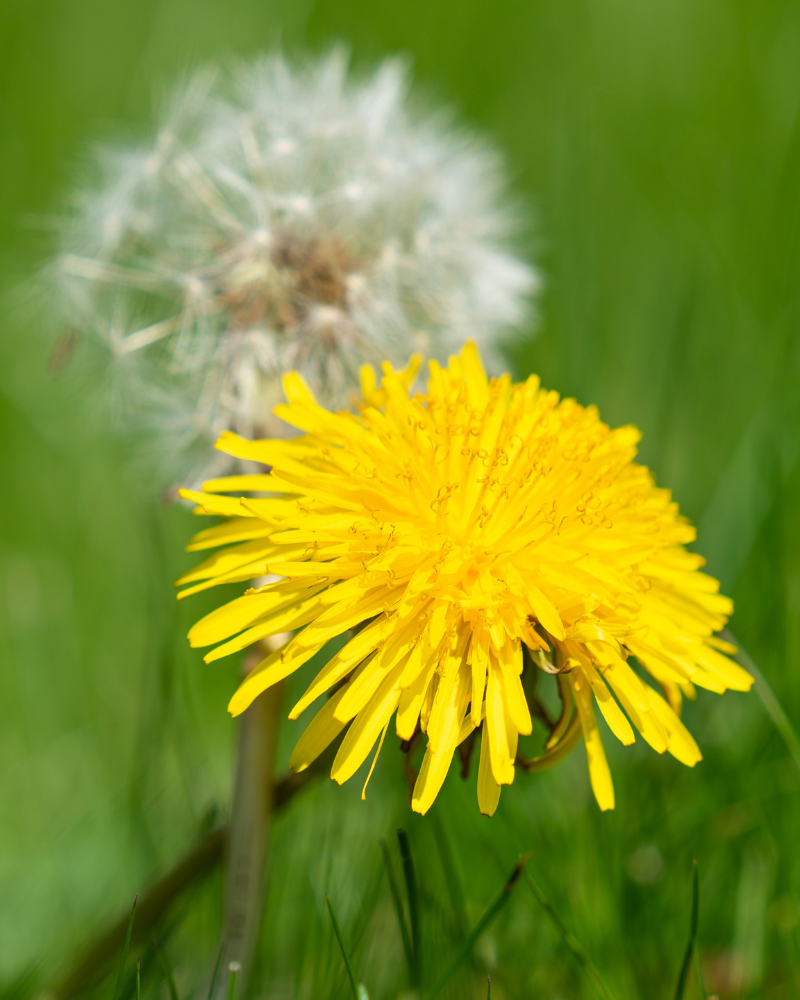 Gele paardenbloem op de voorgrond met een vruchtpluis erachter
