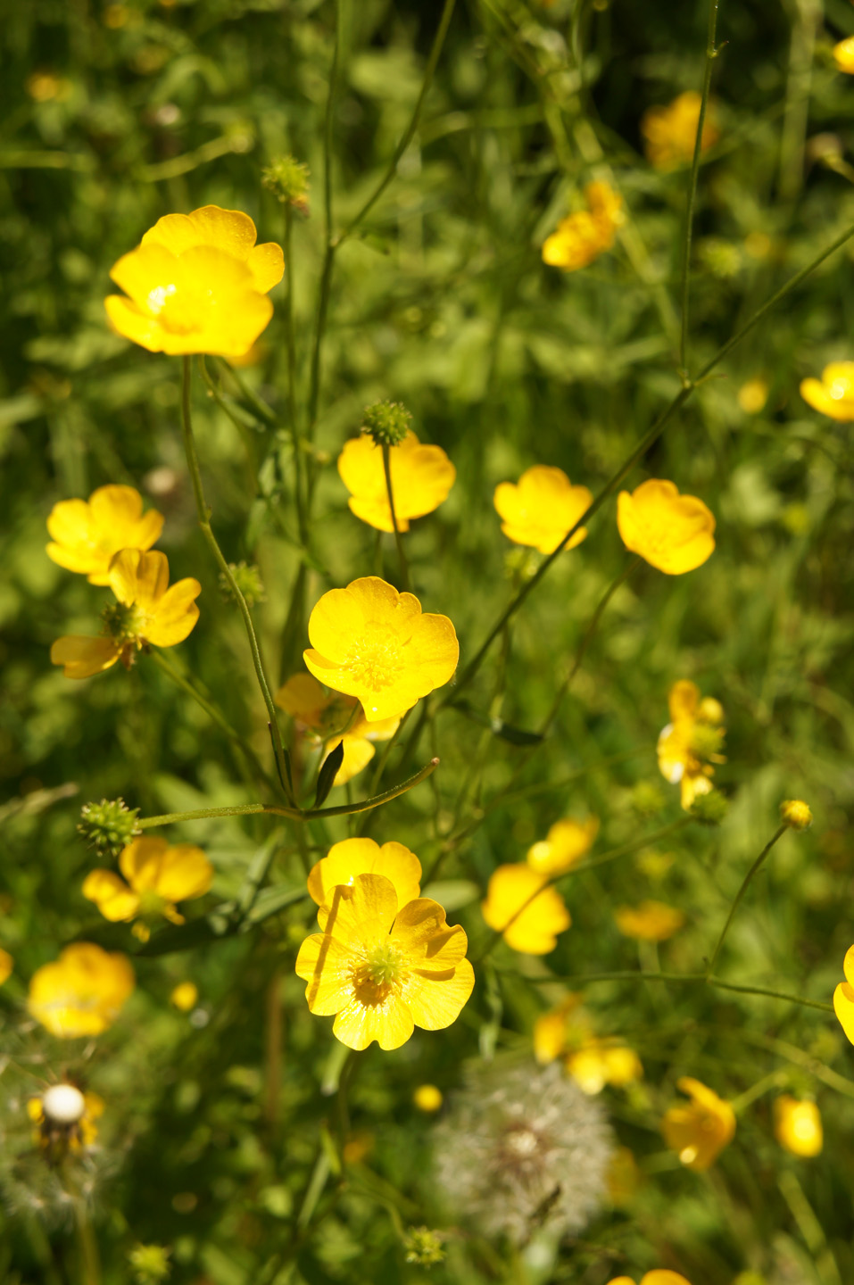 Close-up van boterbloemen