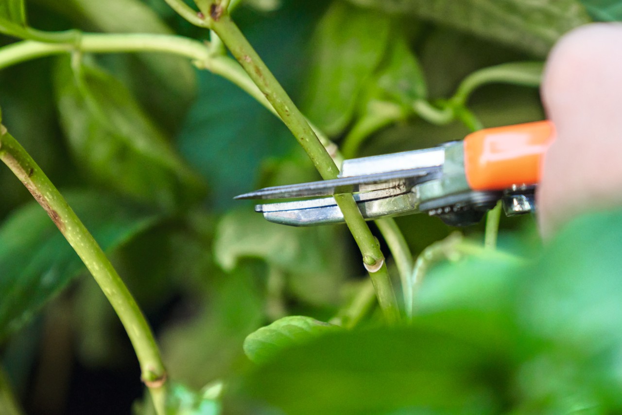 Close-up van iemand die stekken afsnijdt met een STIHL tuinschaar