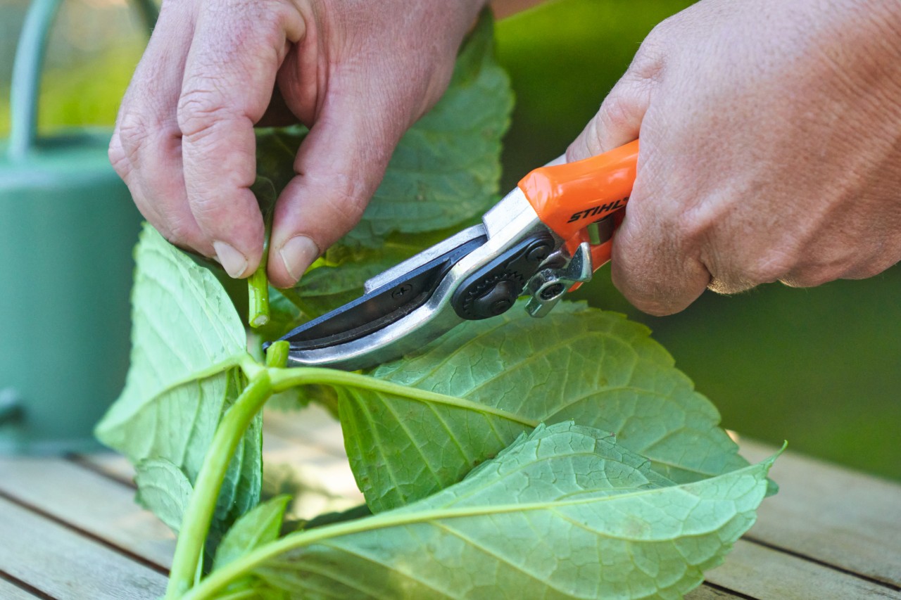 Close-up van iemand die met een STIHL tuinschaar bladeren van een stek verwijdert