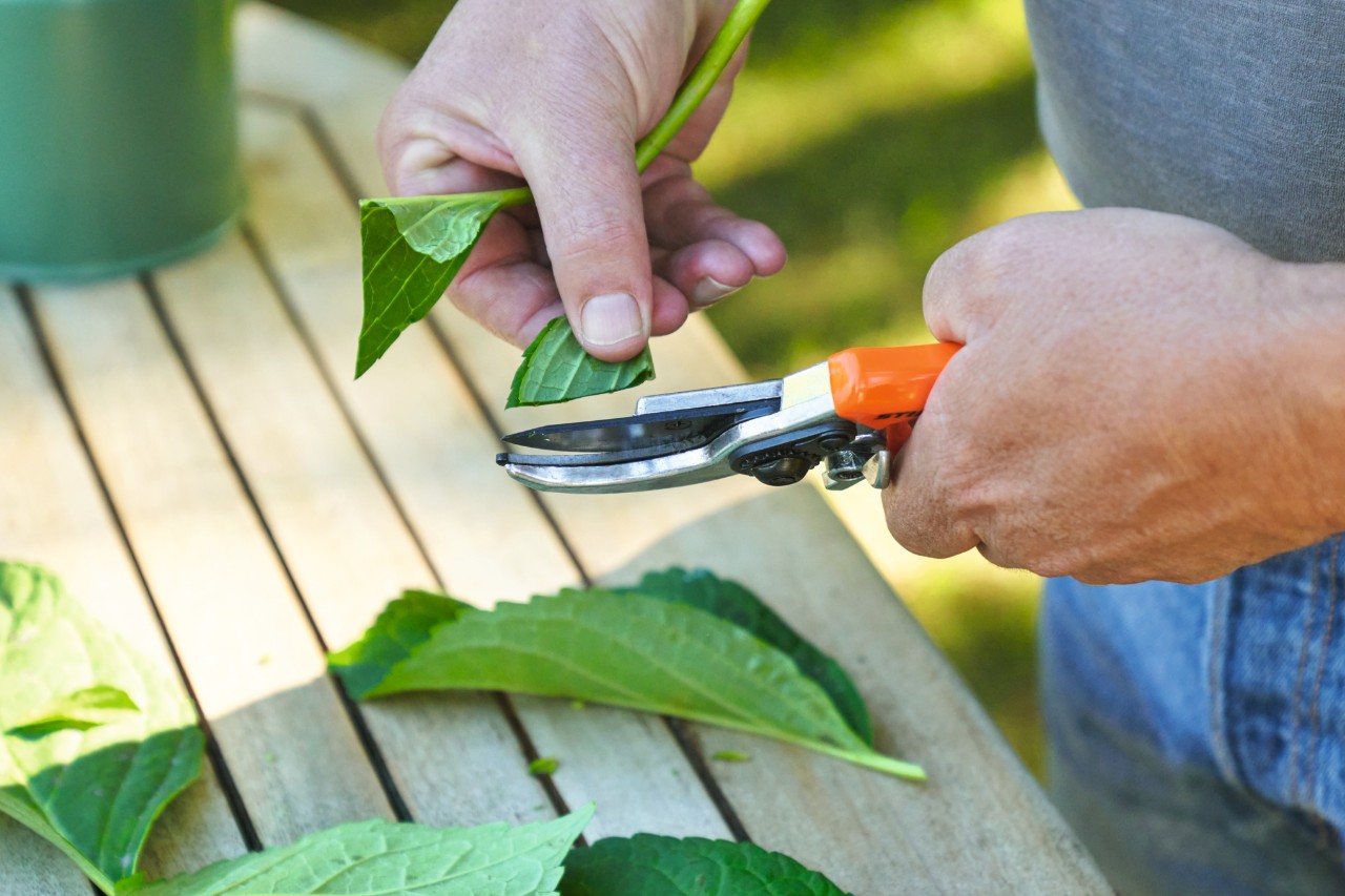 Close-up van iemand die met een STIHL tuinschaar het bladoppervlak van een stekje inkort 