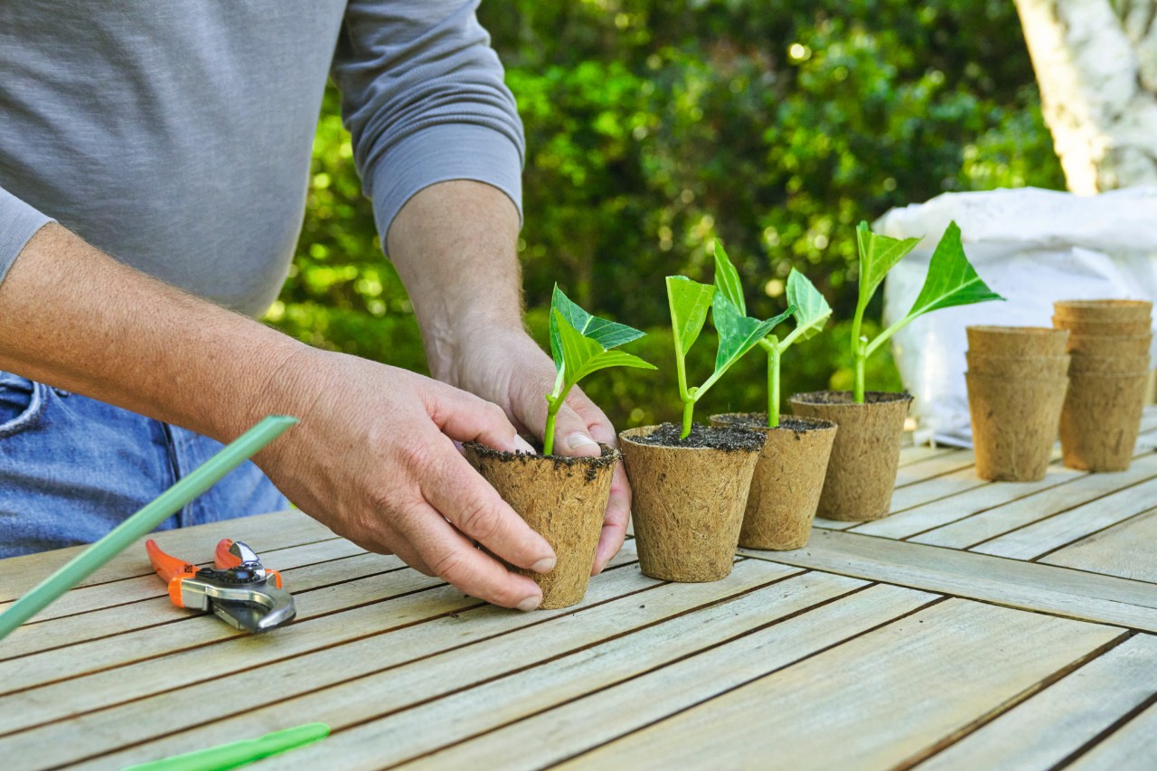 Persoon voor een tuintafel die aarde in een pot met een stekje aandrukt, met ernaast nog meer potten met stekjes