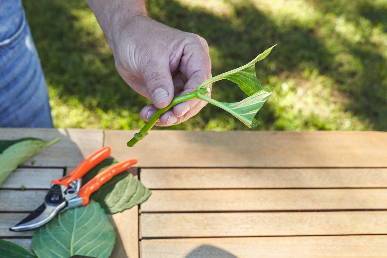 Close-up van een stekje dat iemand boven een tuintafel tussen de vingers houdt, op de tafel een tuinschaar en bladeren 