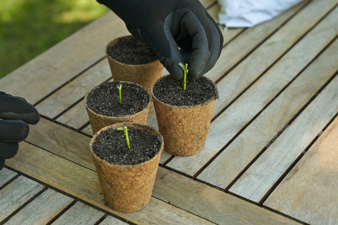 Close-up van iemand die op een tuintafel met zwarte werkhandschoenen stekjes in potten met zaaiaarde plant