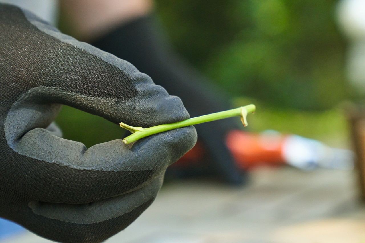 Een stekje van een roos zonder blad, vastgehouden tussen duim en wijsvinger door iemand met zwarte werkhandschoenen 