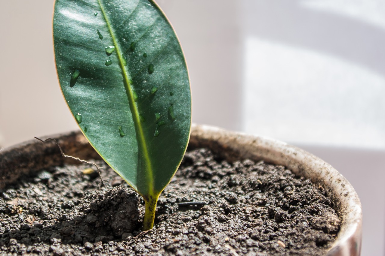 Close-up van een blad dat als stekje in een pot met aarde staat